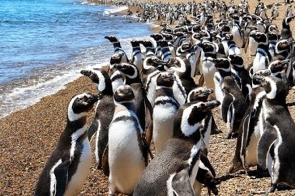 Where to See Penguins in Argentina and Chile