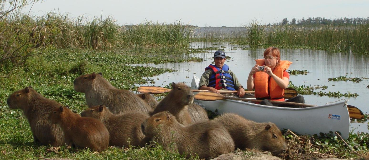 capybaras ibera wetlands argentina