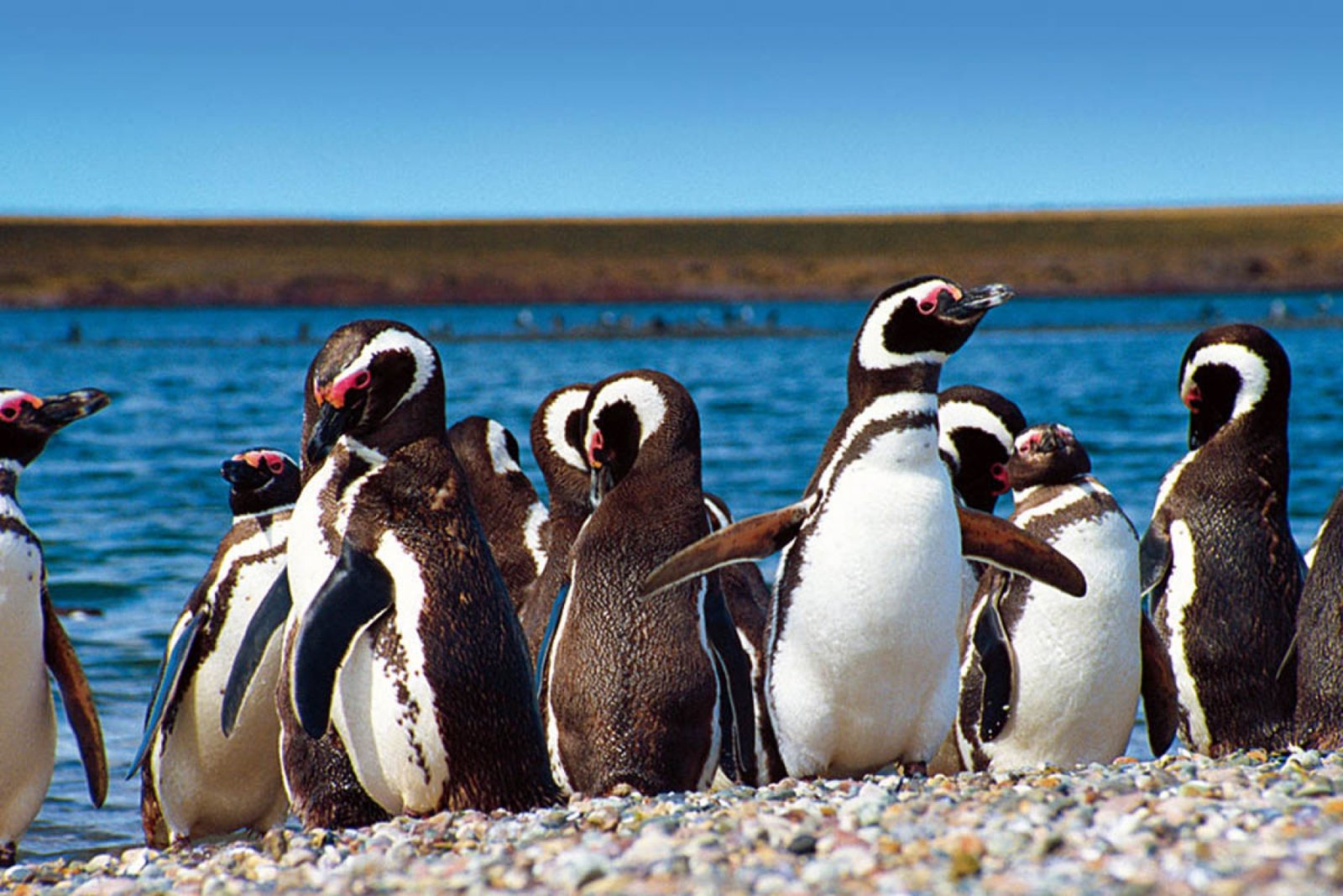 maguellanic penguin punta tombo puerto madryn
