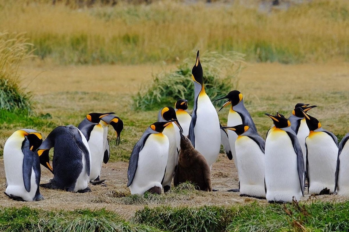 king-penguins-porvenir tierra del fuego