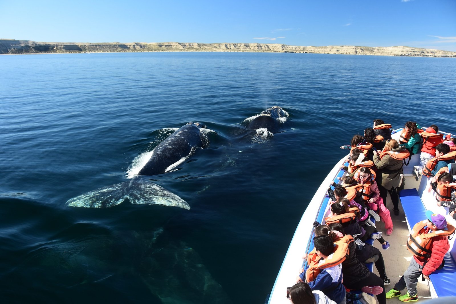 whale watching puero madryn patagonia argentina