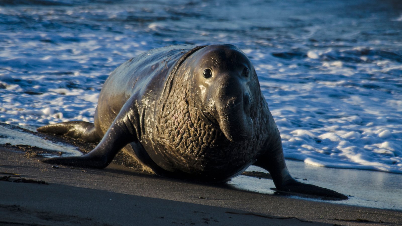 sea elephant peninsula vandes puerto madryn