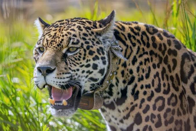 Jaguar Ibera Argentina