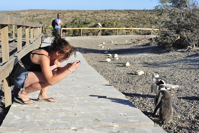 punta tombo penguins chubut argentina