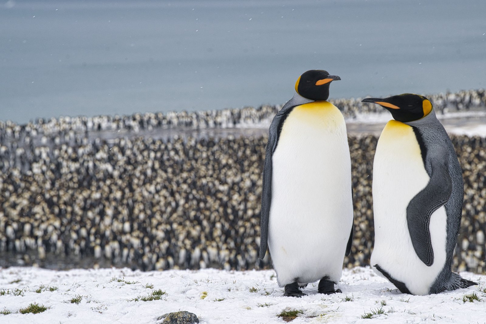 antarctica-penguins