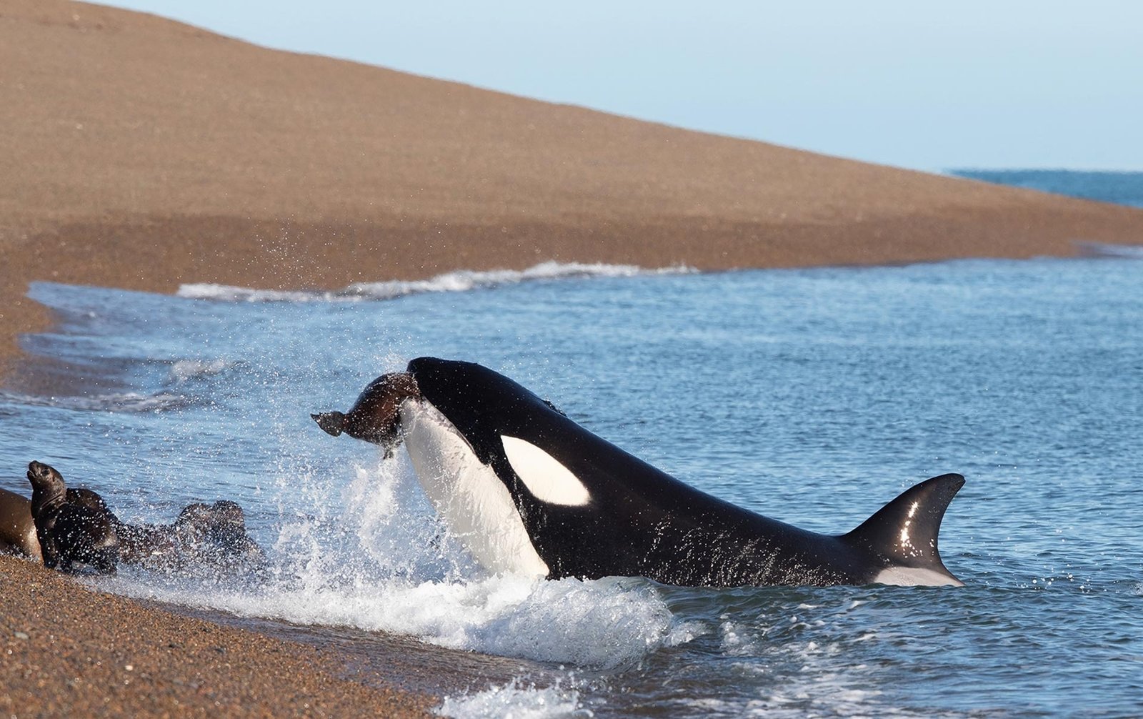 orca peninsula valdes puerto madryn patagonia argentina punta norte 