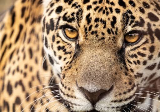 Jaguar Ibera Argentina