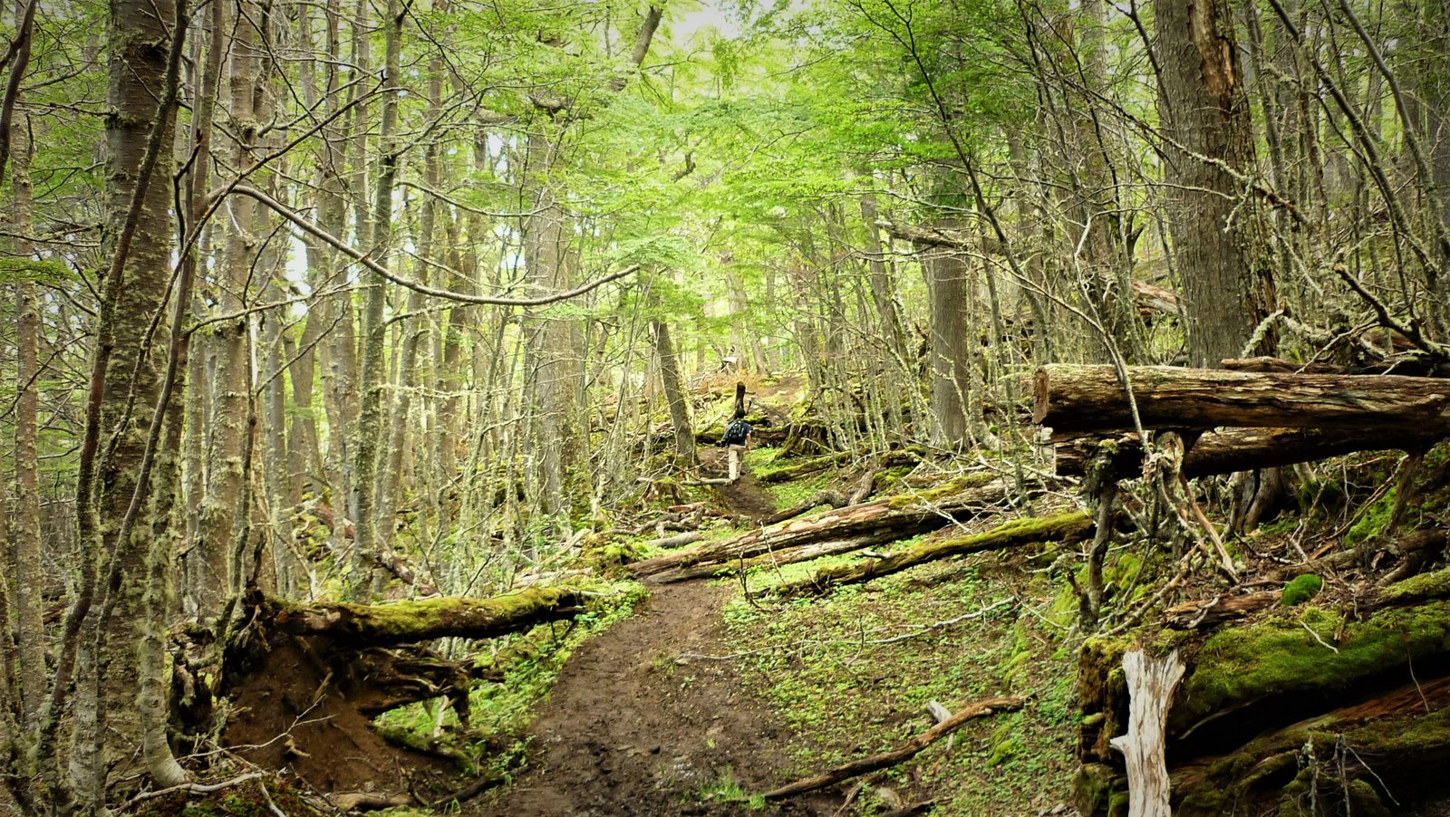 Trekking-Glaciar-Vinciguerra-forest