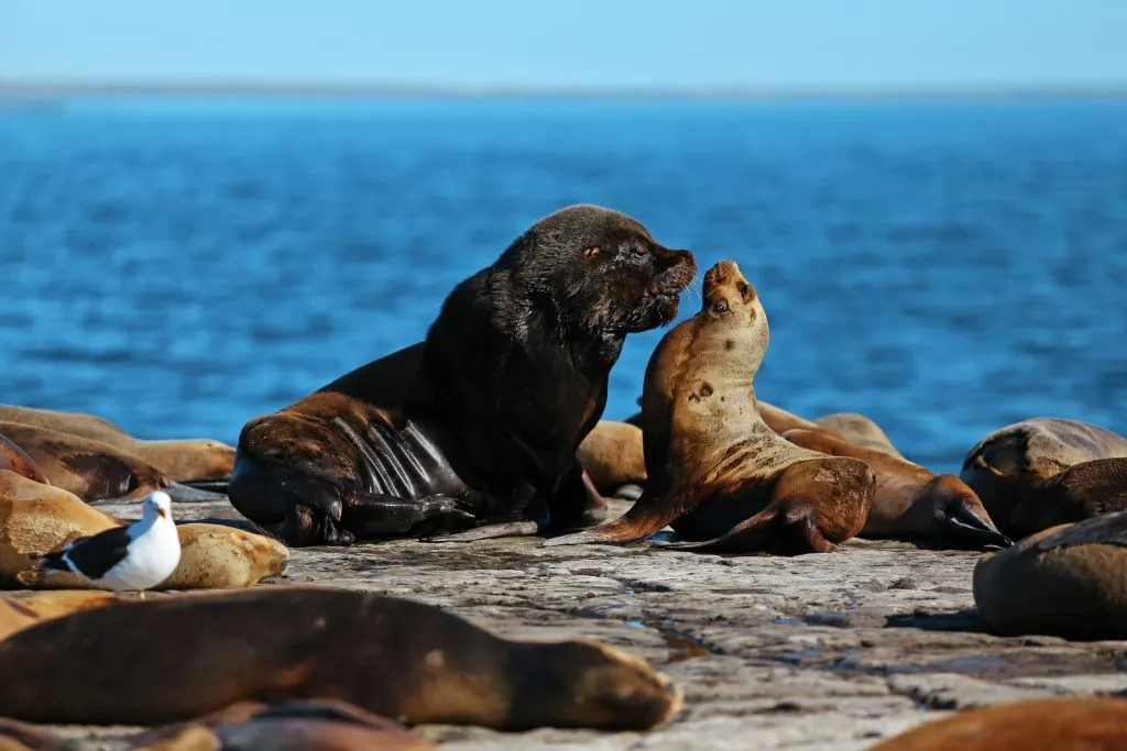 leones marinos puerto madryn peninsula valdes