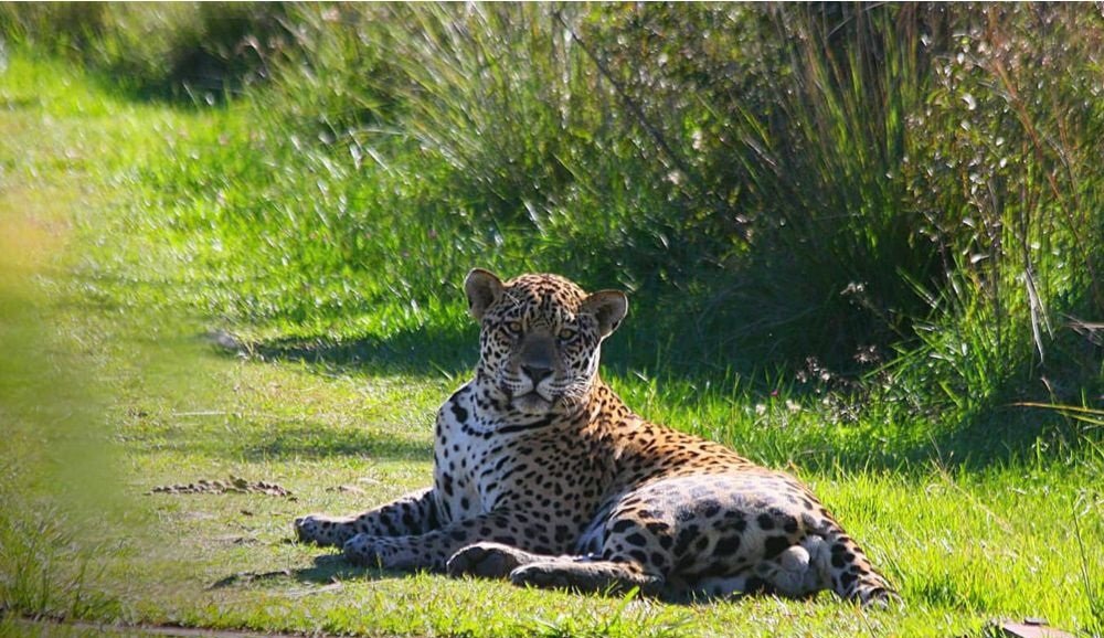 ibera wetlands argentina