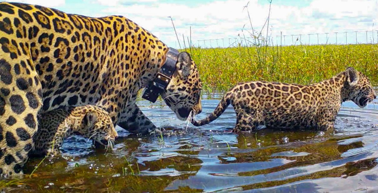 Jaguar Ibera Argentina