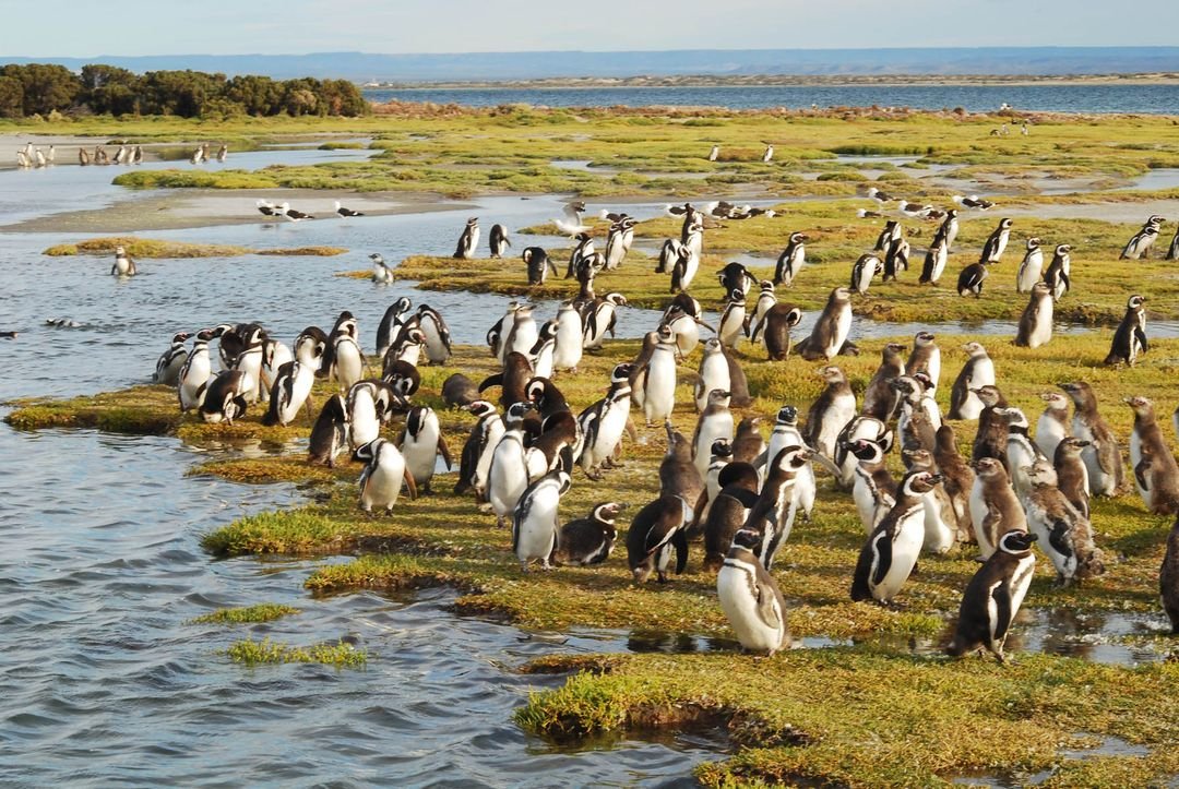 penguins bahia bustamante argentina