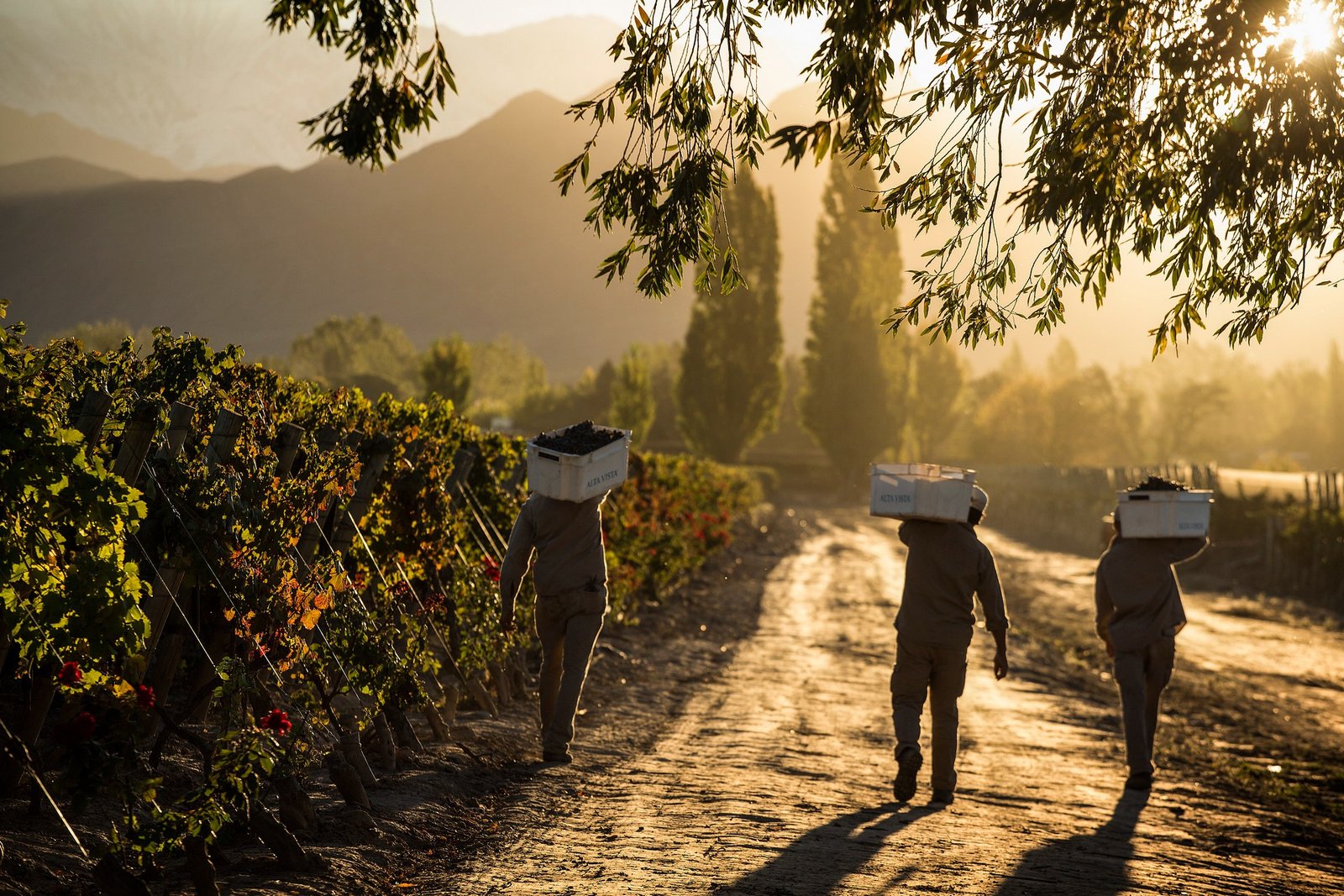 mendoza argentina harvest season