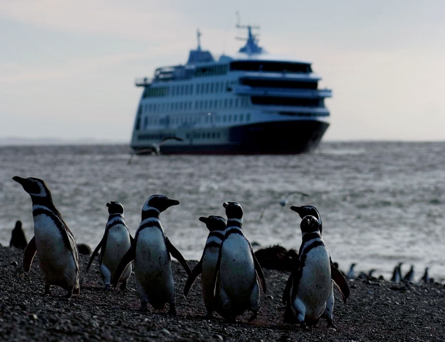 Tucker Islets Chile penguins