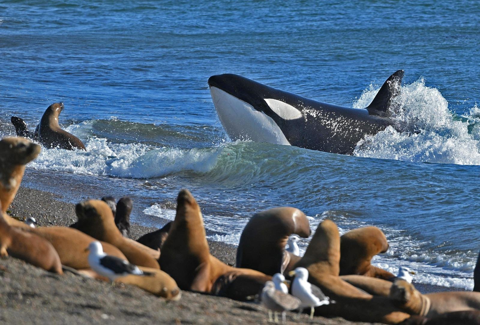 orcas-peninsula-valdes-puerto-madryn
