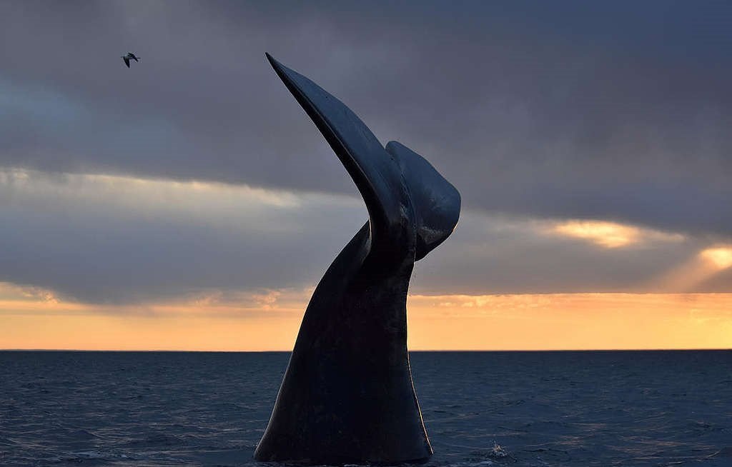 Southern Right Whale tale