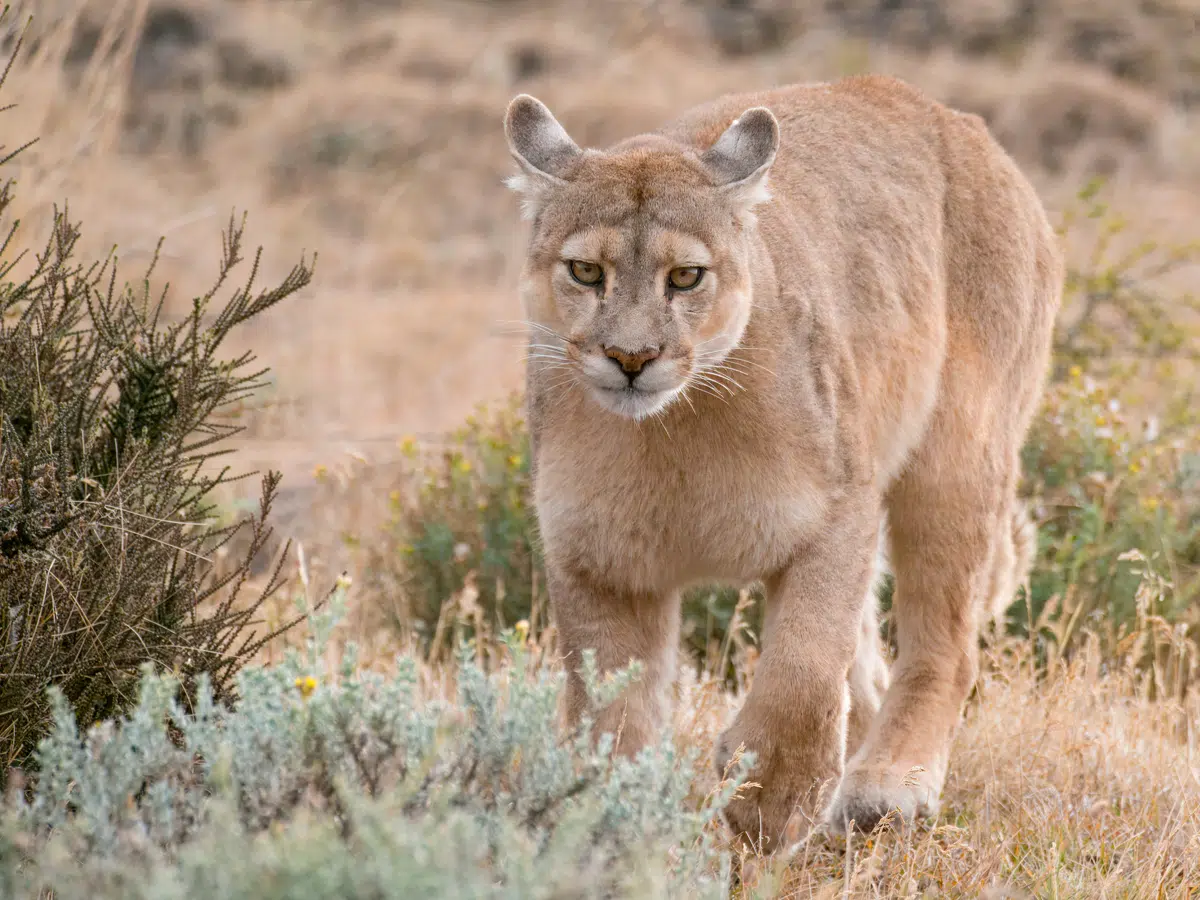 Patagonia National Park Puma