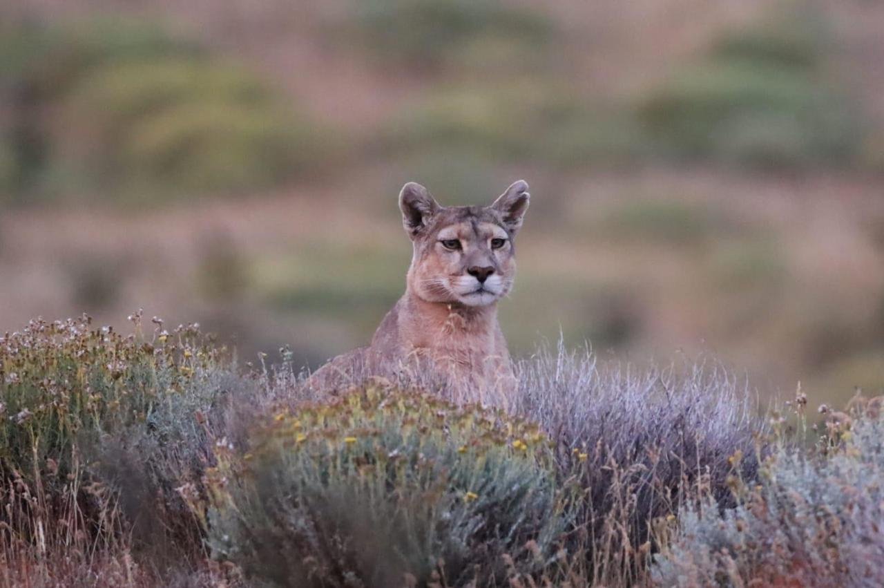 puma trackin las torres del paine