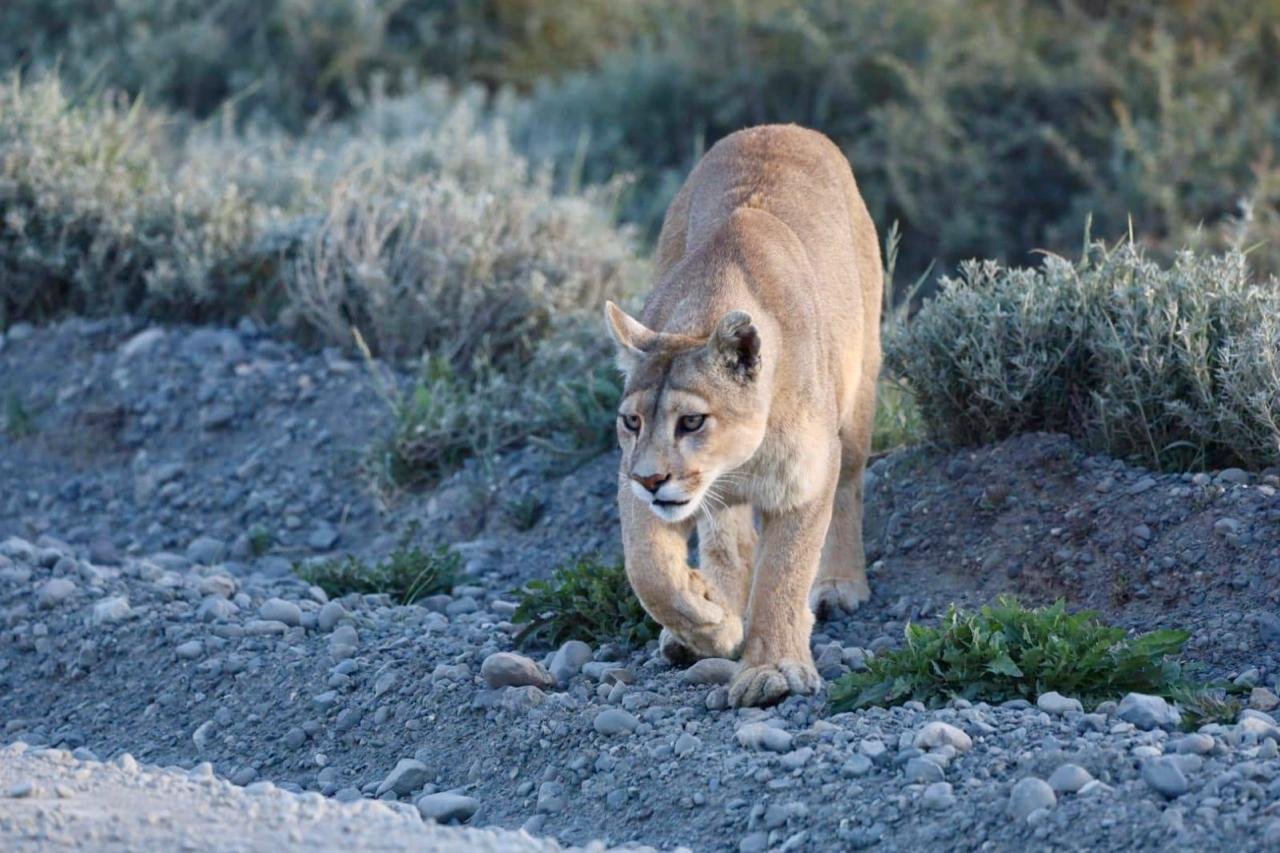 Puma Tracking Torres del Paine Patagonia Chile (2)