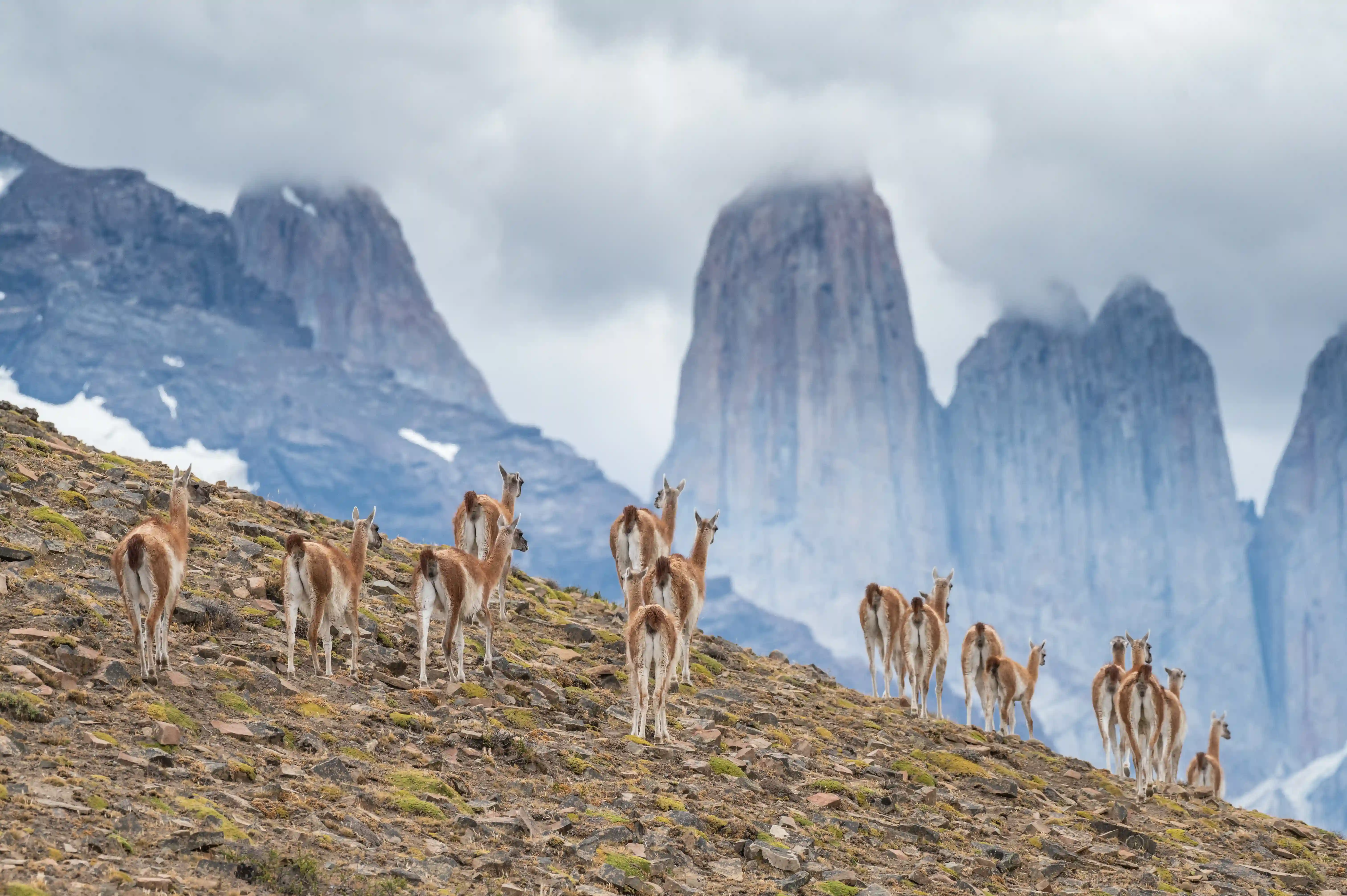 guanacos torres del paine chile