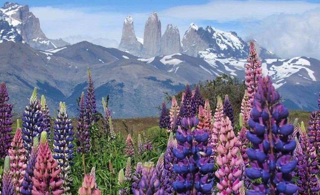 lupinos-Torres-del-Paine-patagonia chile