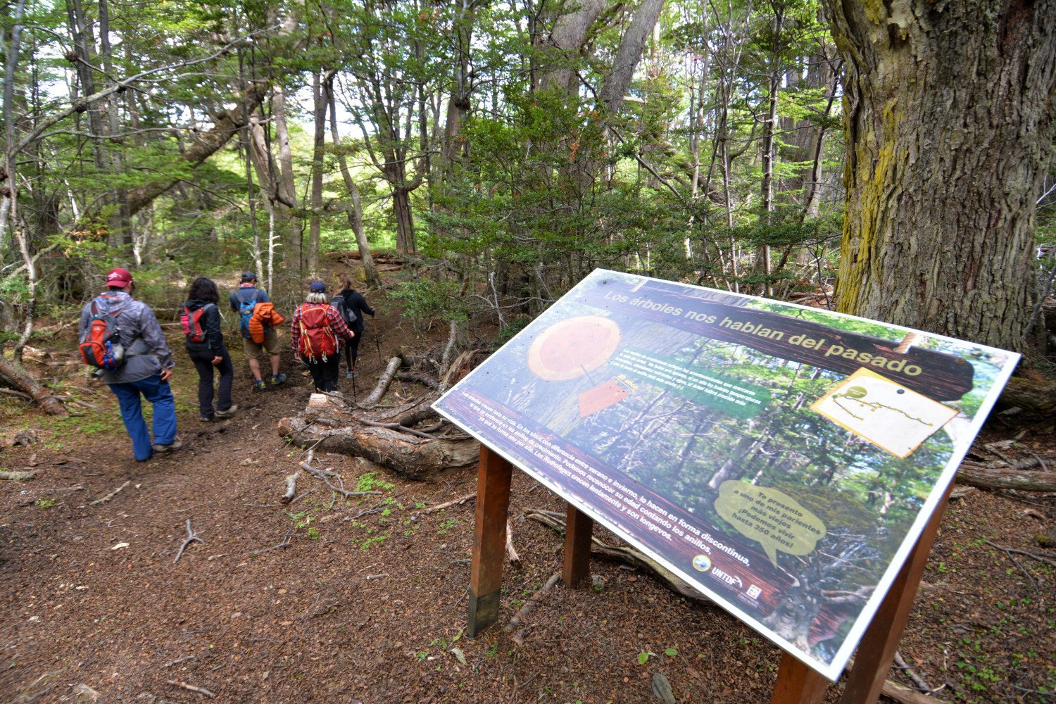tierra del fuego national park forest