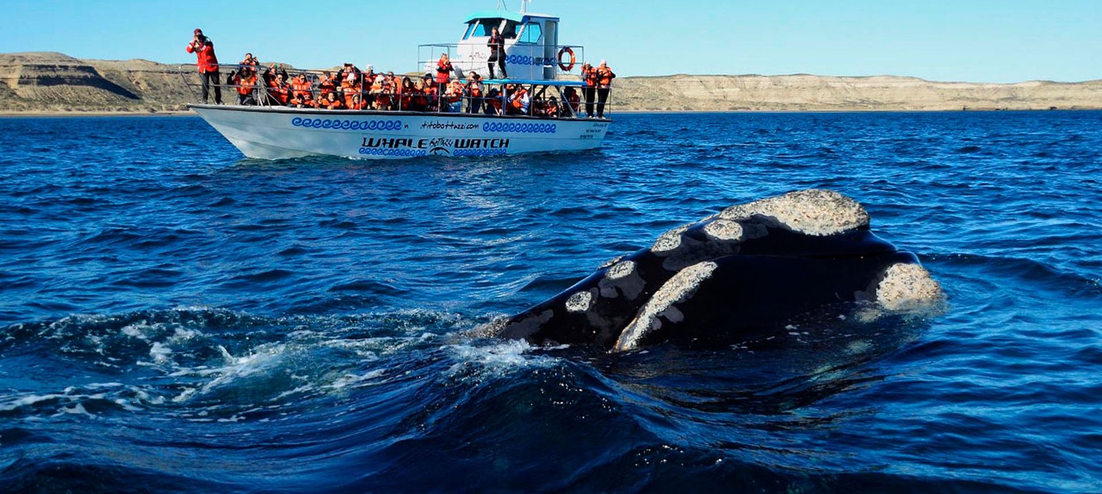 Southern Right Whale watching (4)