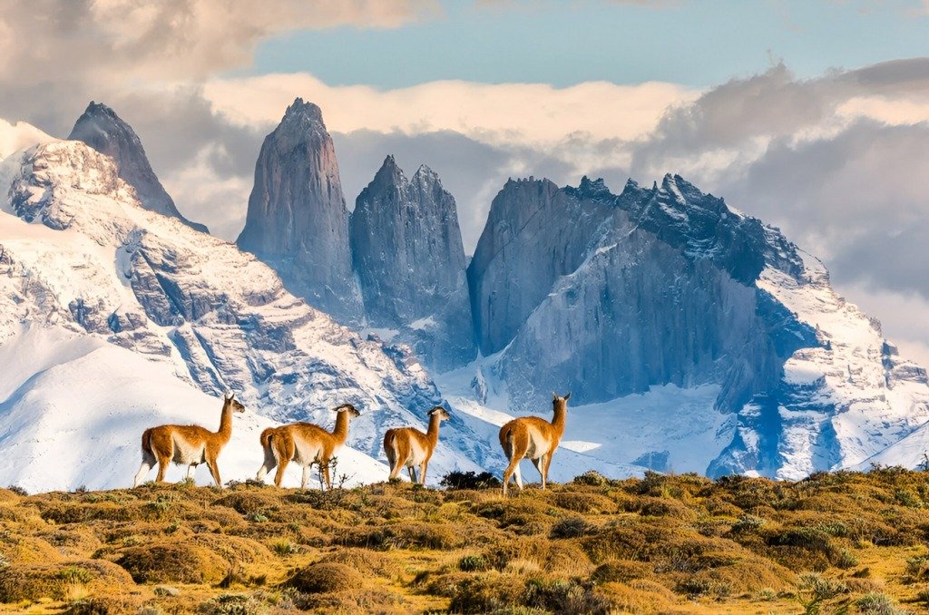 Torres del Paine National Park Chile Guanacos