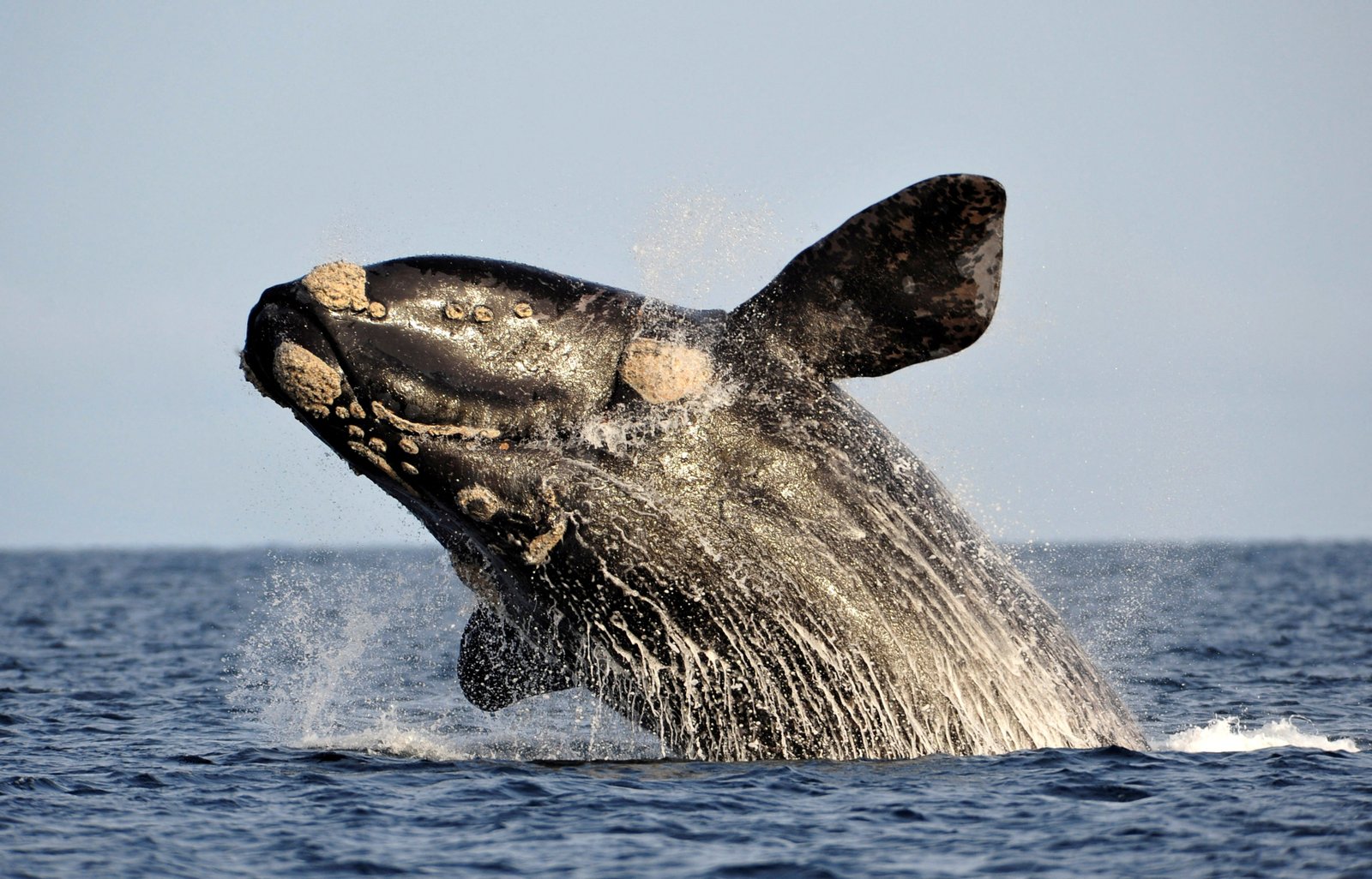 Southern Right Whale