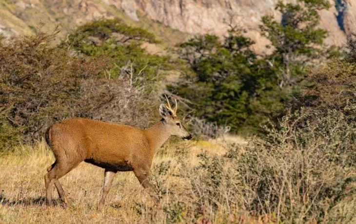 los glaciares national park huemul 