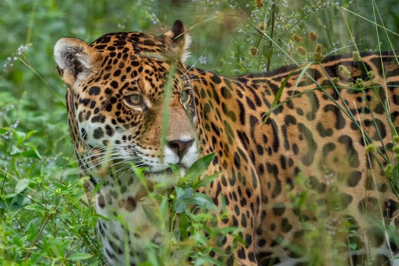yaguarete ibera wetlands argentina