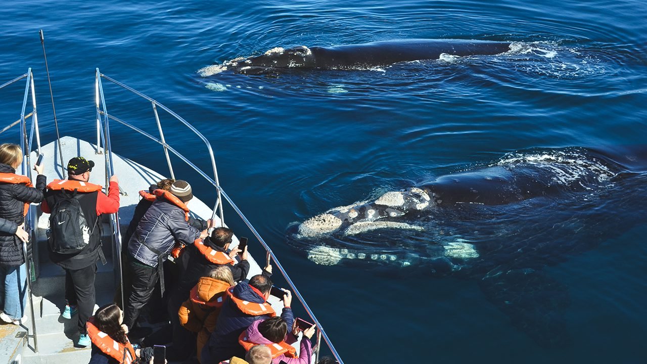 Southern Right Whale Peninsula Valdes Puerto Madryn 