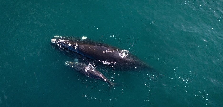 Southern Right Whale