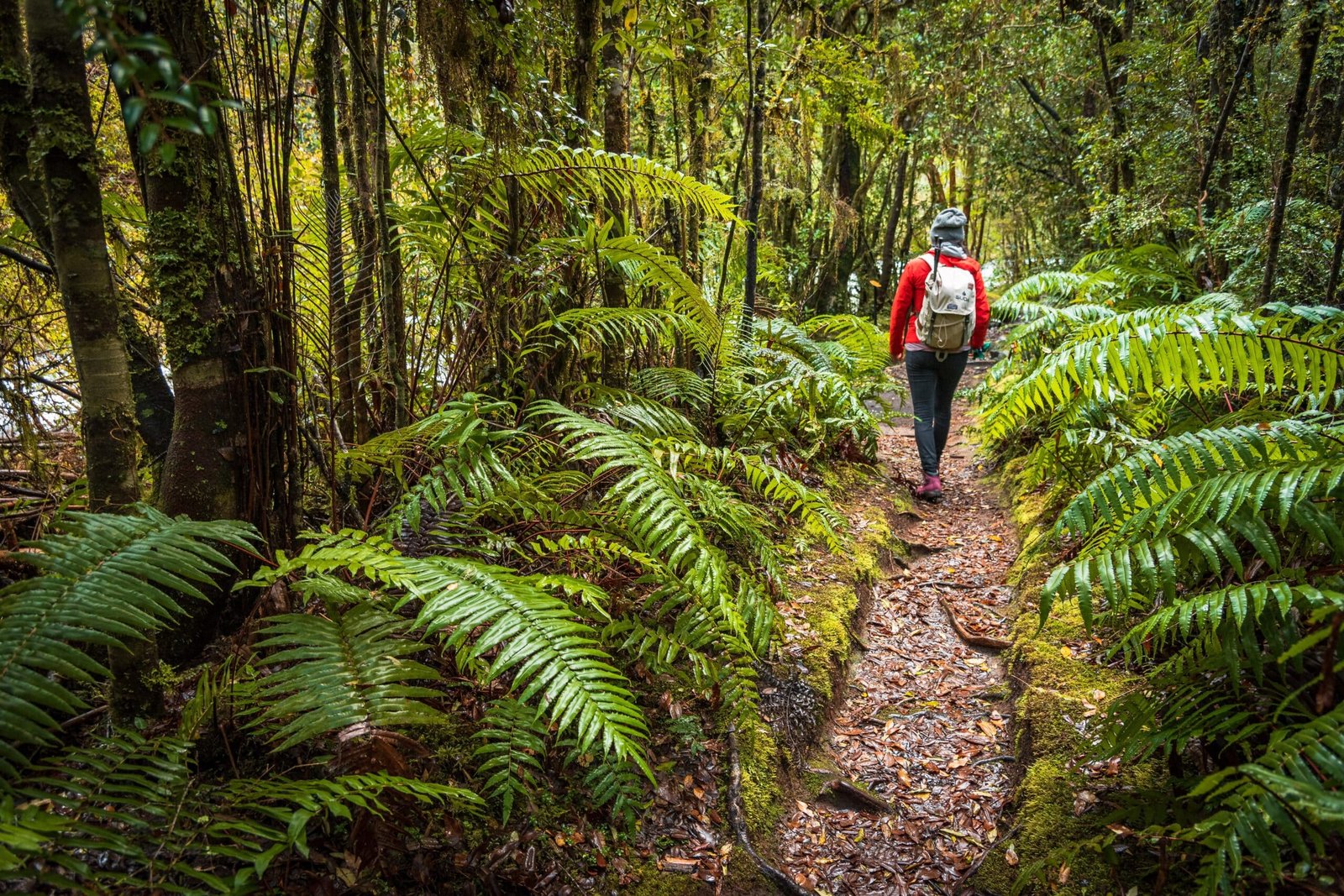 Pumalin National Park Chile