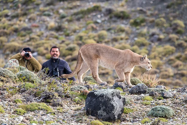 puma tracking torres del paine patagonia chile