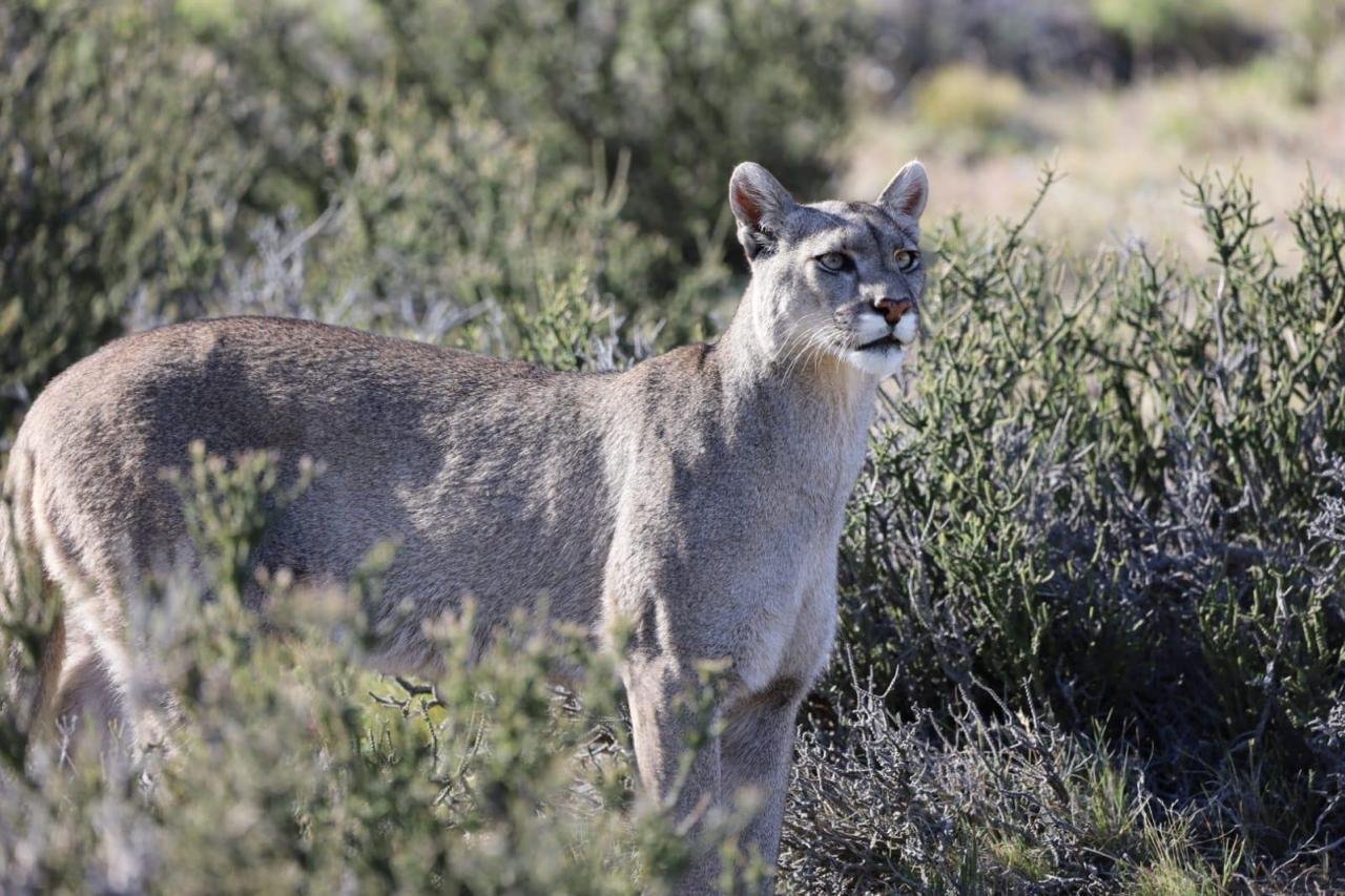 Puma Tracking Torres del Paine Patagonia Chile (6)