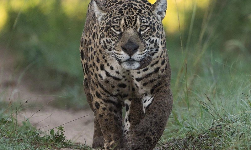 Ibera Wetlands Wildlife (2)