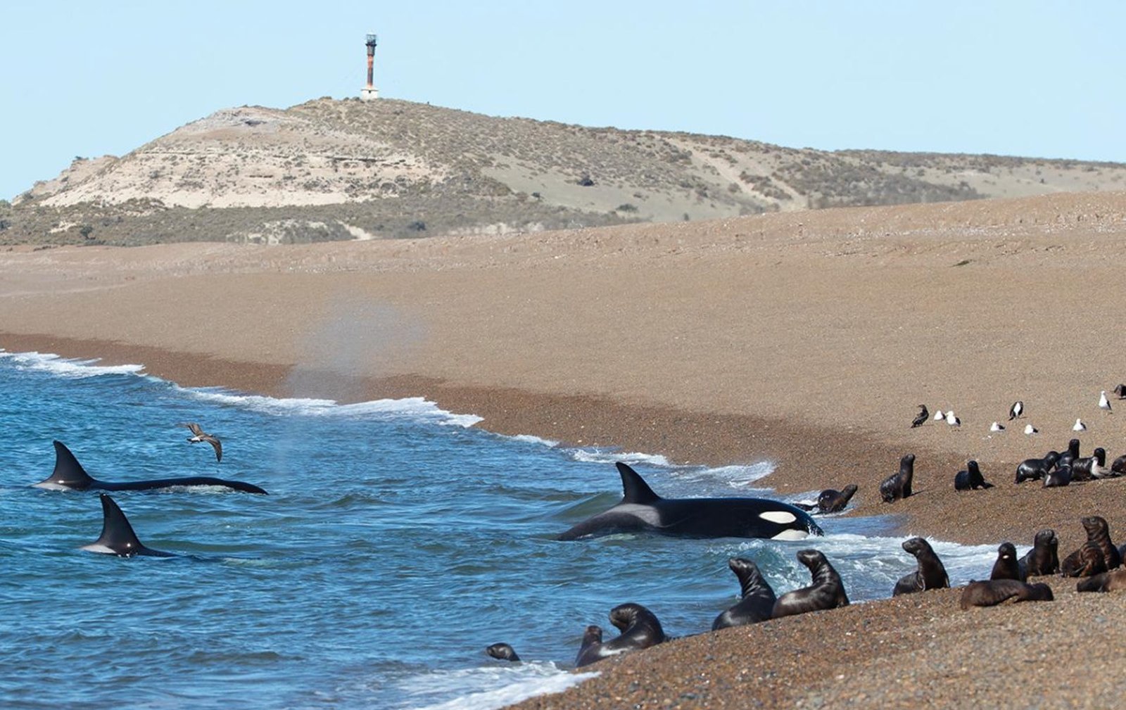 orca peninsula valdes puerto madryn patagonia