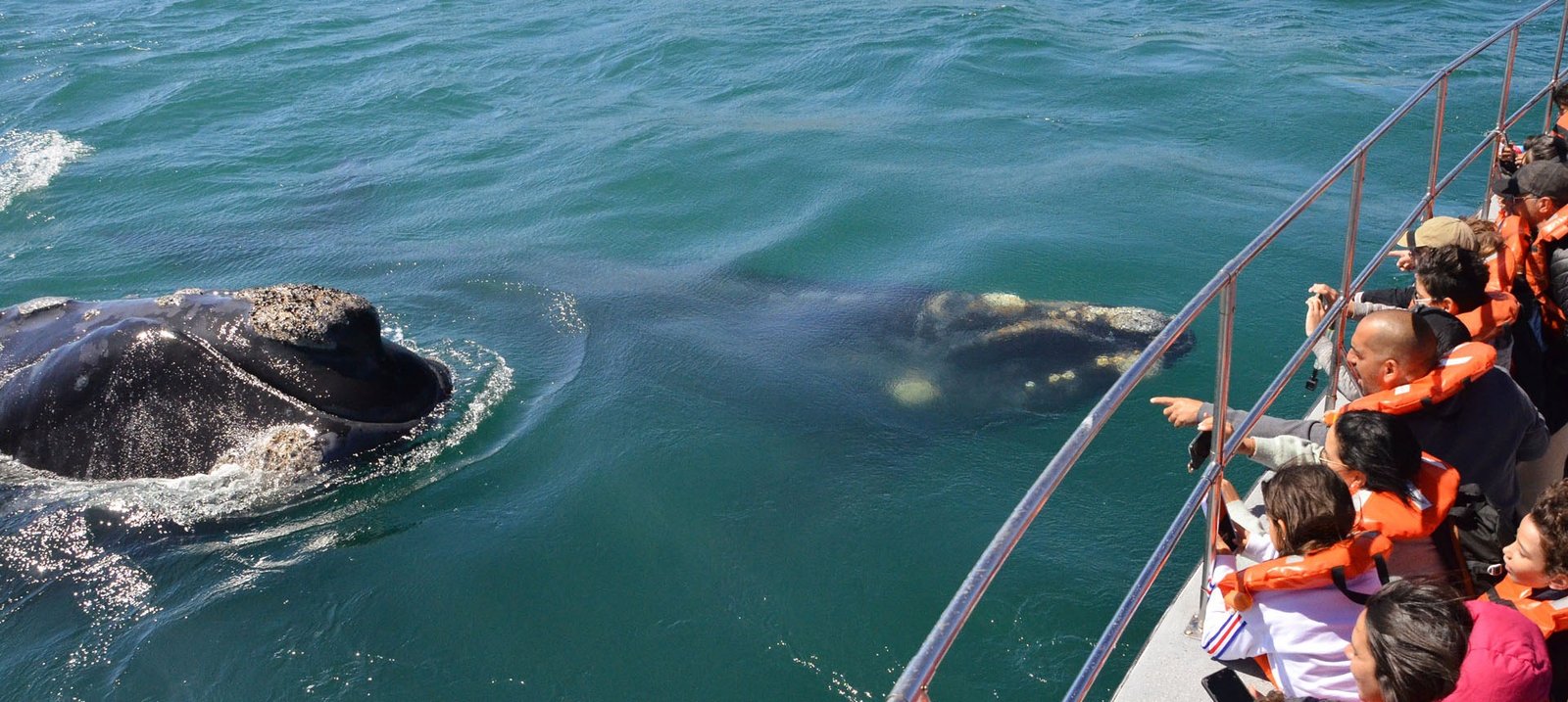 Southern Right Whale watching