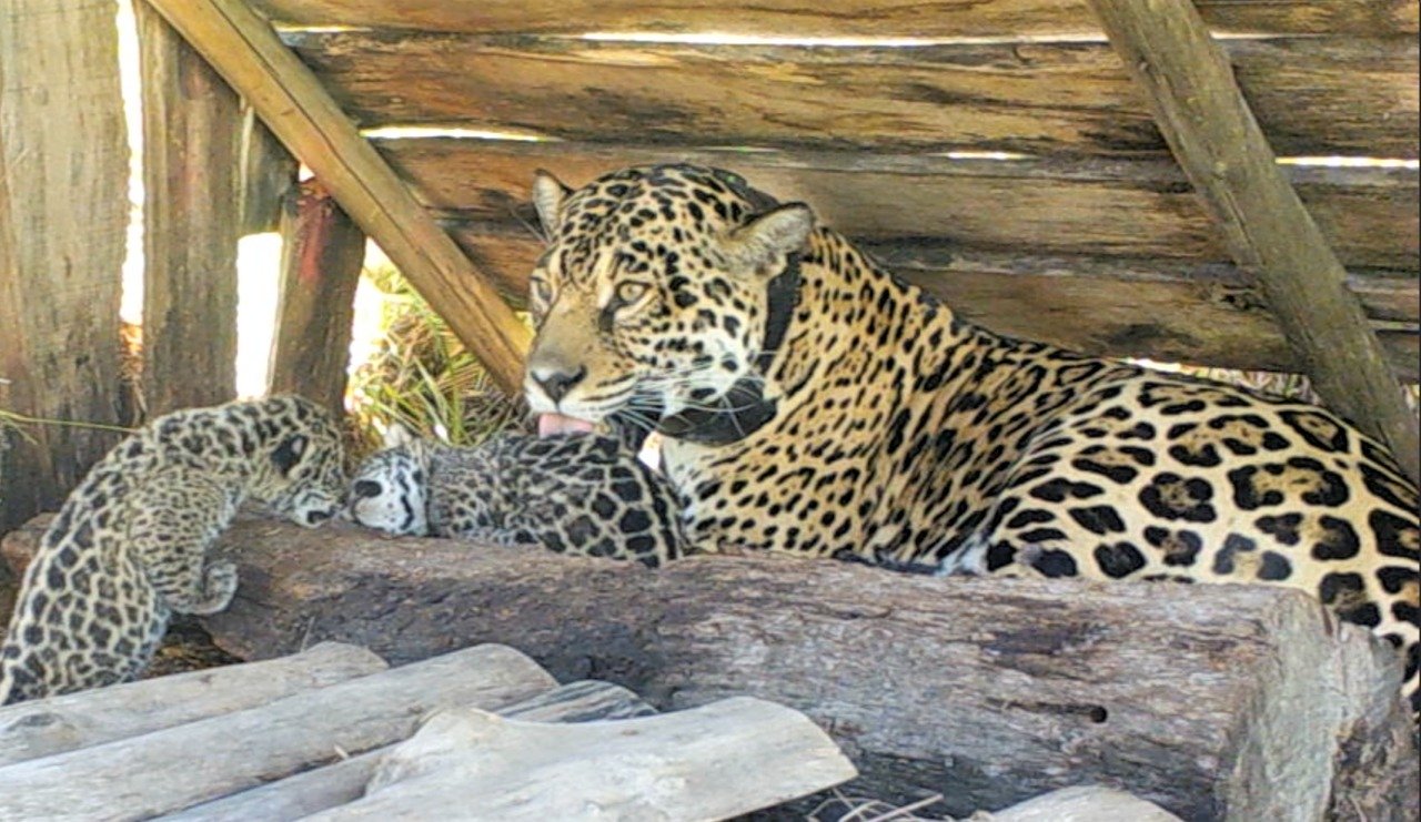 Jaguar Ibera Argentina