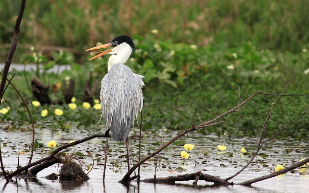 ibera wetlands argentina heron