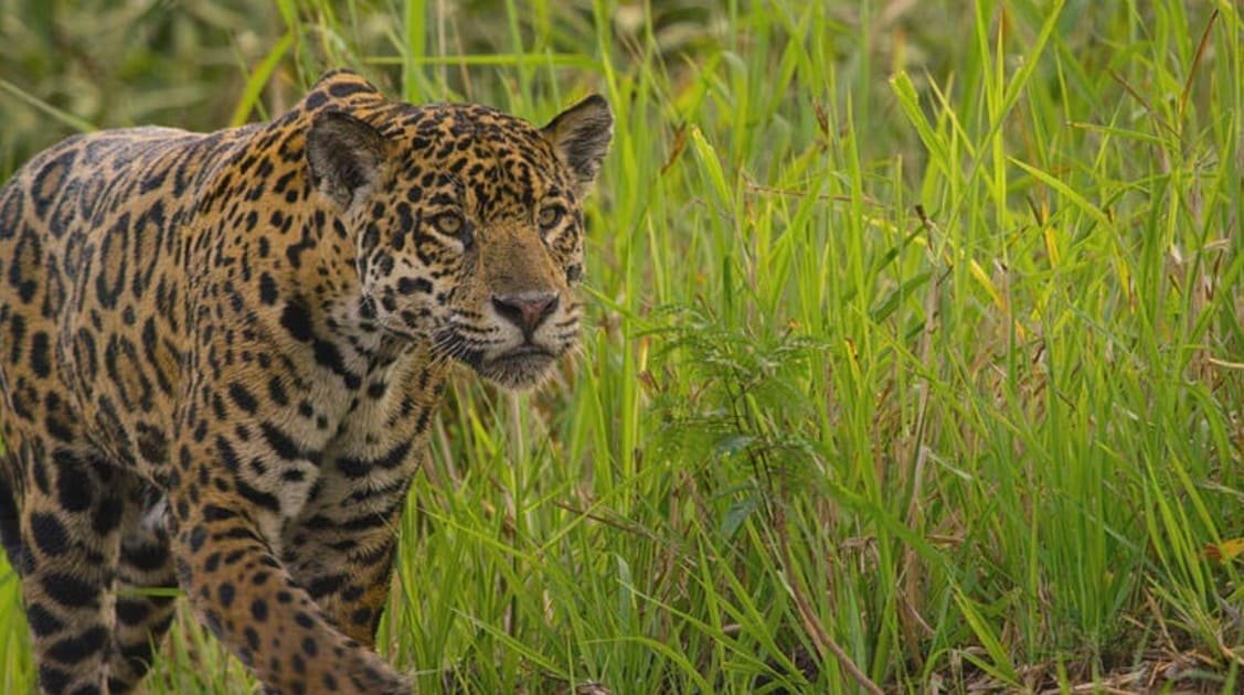 Ibera Wetlands Yacare 