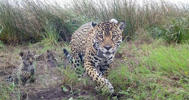 Jaguar Ibera Argentina