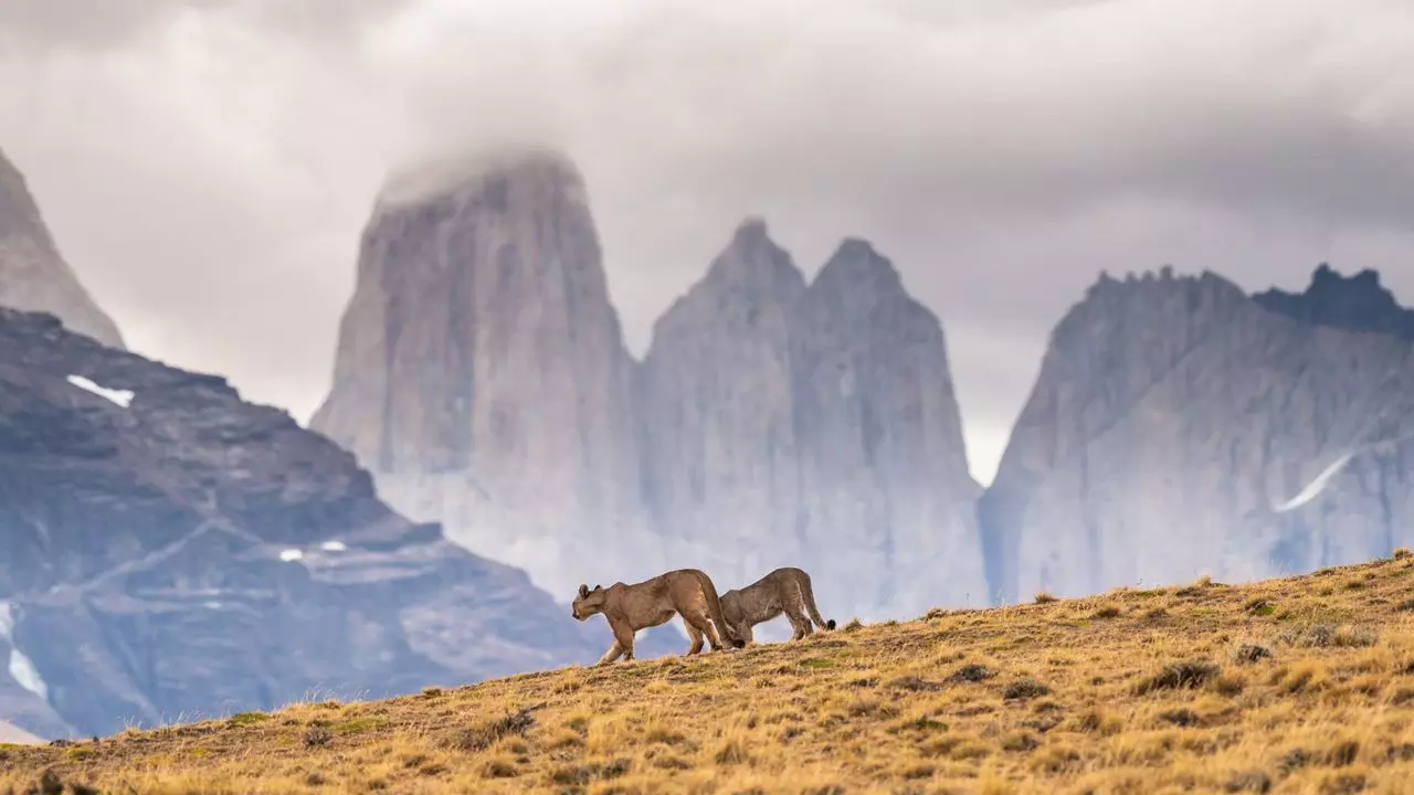 puma trackin las torres del paine