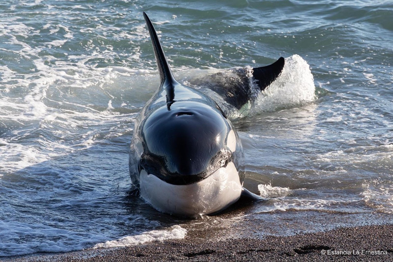 orca punta norte patagonia argentina peninsula valdes