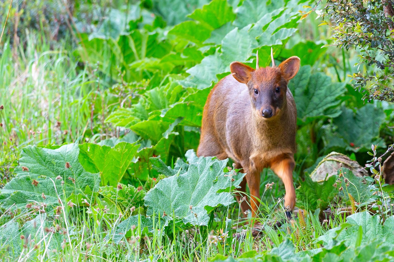 chiloe-wildlife-adventure-pudu