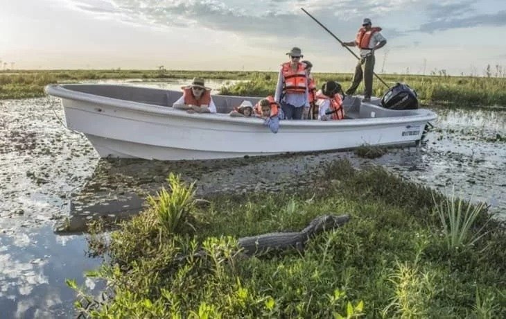 Ibera Wetlands Yacare 