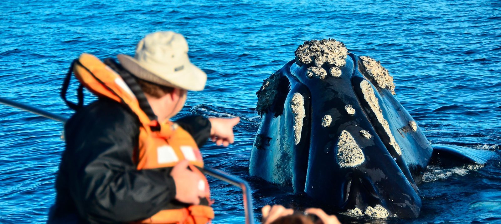 Southern Right Whale3