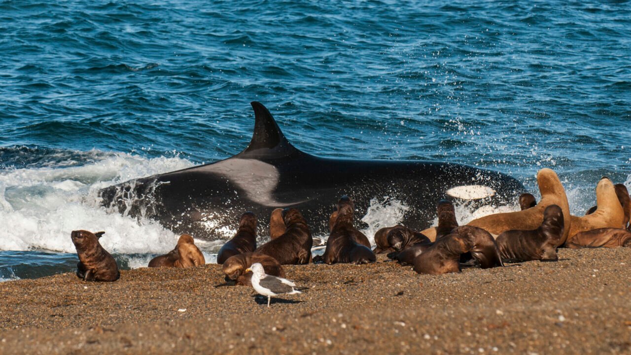 orca patagonia argentina wildlife