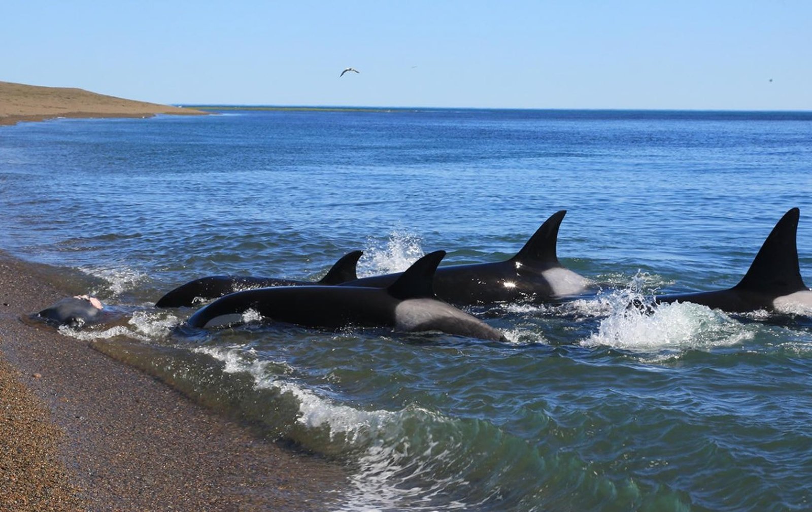 orca peninsula valdes puerto madryn patagonia argentina punta norte